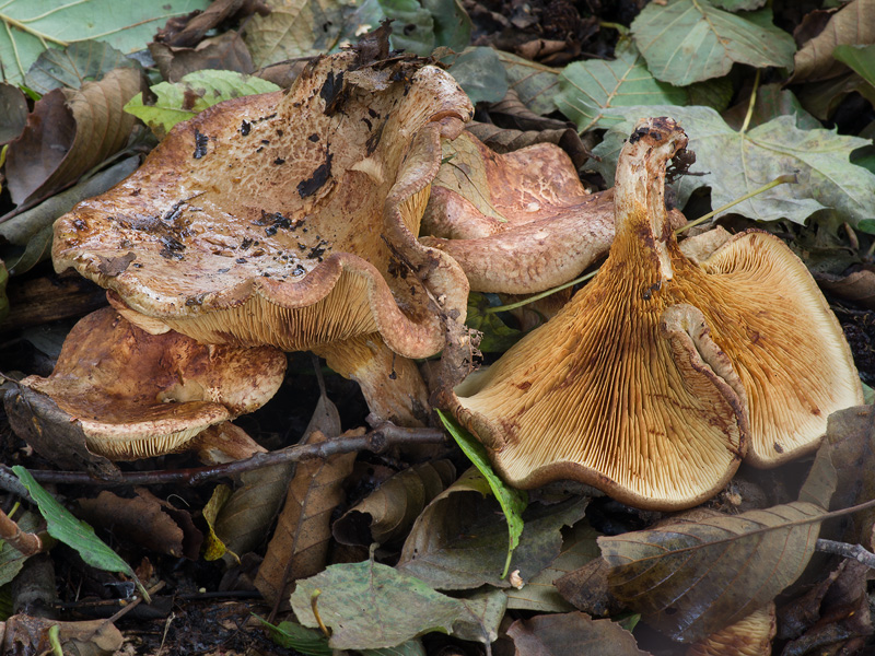 Paxillus adelphus